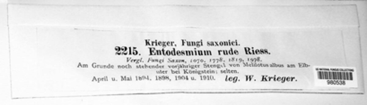 Entodesmium rude image